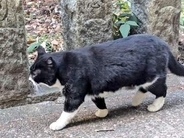 伏見稲荷にお参りに行ったら、突然の雨→肌寒いなか、雨宿りに付き合ってくれた猫がいた　実は参拝客に可愛がられている地域猫、目撃者が続々