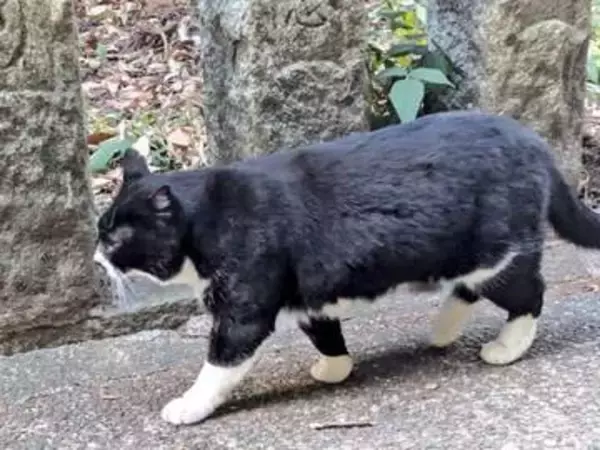 伏見稲荷にお参りに行ったら、突然の雨→肌寒いなか、雨宿りに付き合ってくれた猫がいた　実は参拝客に可愛がられている地域猫、目撃者が続々