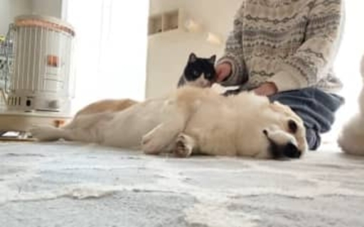 「猫なでてるのバレて犬に怒られた」飼い主さん「見えないはずなのに…」「どっちも可愛い」