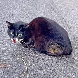 「生きてる！大変だ」峠道の真ん中で見つけた黒い影は瀕死の猫　片目の眼球が飛び出しアゴも骨折　家族総出のケアで回復し、今では甘えん坊に