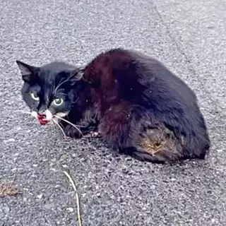 「生きてる！大変だ」峠道の真ん中で見つけた黒い影は瀕死の猫　片目の眼球が飛び出しアゴも骨折　家族総出のケアで回復し、今では甘えん坊に