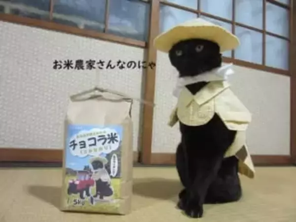 「これぞ本当のクロネコヤマト？」　黒猫が配達員風制服でキリッ　飼い主の手作りコスチュームの完成度にネット騒然