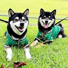 黒柴兄弟が息ぴったりのシンクロ芸（ごはんの前だけ）　伏せ、回転、お座り…そろってキビキビ動く姿に反響「マジスゴイ」