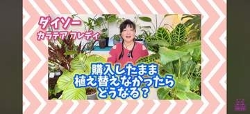 ダイソーで買った植物を「1年間植え替えなし」で育てたら…　花は咲いたものの葉や根に変化も「楽しみと愛着はプライスレス」