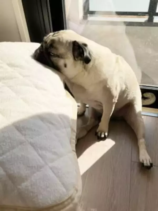 愛犬が見つけた昼寝の最適解…洗濯したばかりの枕に！？　「尊い」「赤子じゃん」「目頭が熱くなる」大反響2.4万いいね