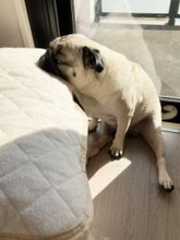 愛犬が見つけた昼寝の最適解…洗濯したばかりの枕に！？　「尊い」「赤子じゃん」「目頭が熱くなる」大反響2.4万いいね