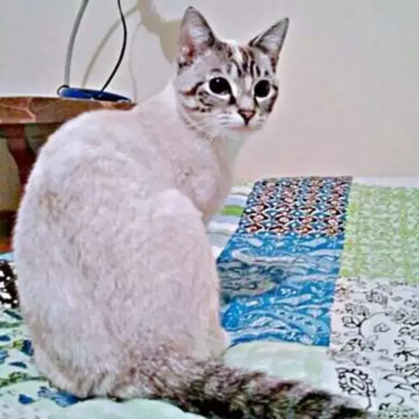 これが同じ猫！？ 15年で白猫→チョコ色に激変　「どんどん茶色く…」別猫級ビフォーアフター