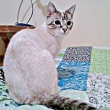 これが同じ猫！？ 15年で白猫→チョコ色に激変　「どんどん茶色く…」別猫級ビフォーアフター