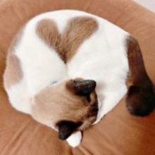丸まって眠る猫の体にくっきり“極上ハート”　完璧な形に10万いいね「幸せ運んでくれそう」「本当にきれいなハート」「お見事」