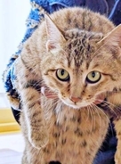 愛猫の死で悲しみに暮れる日々…突然現れたソックリな野良猫→あぐらにすっぽり収まる甘えん坊に