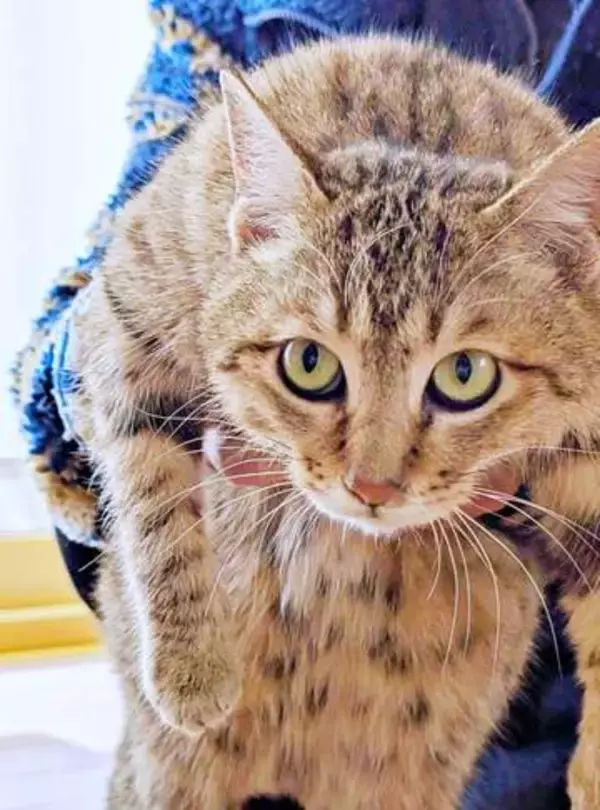 愛猫の死で悲しみに暮れる日々…突然現れたソックリな野良猫→あぐらにすっぽり収まる甘えん坊に