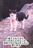「2度も河川敷に捨てられ、ガリガリに痩せていた猫を保護、幸せな家猫になった7年後の姿に涙…保護女性が語る「外猫の現実」」の画像1