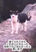 2度も河川敷に捨てられ、ガリガリに痩せていた猫を保護、幸せな家猫になった7年後の姿に涙…保護女性が語る「外猫の現実」