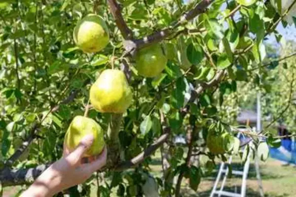 野菜や果物の「盗難被害」……生産者の嘆き　しかし約半数が「警察に相談せず」その理由は？ 衝撃の被害金額も…