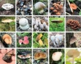 京都市のど真ん中に「キノコの宝庫」　半世紀の活動で400種以上を発見　都会のオアシスは「菌類の世界」