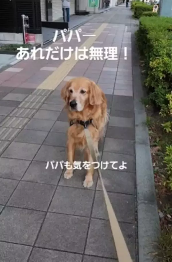 ローソン前でビビって後ずさりする犬さん……そこにいたのは？「へっぴり腰が可愛すぎる」「うちの犬も同じ」
