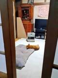 「「借りてきた猫」の対義語は？　お部屋でくつろぐ柴犬の姿に「実家のような安心感」「座布団使い慣れてる」」の画像1