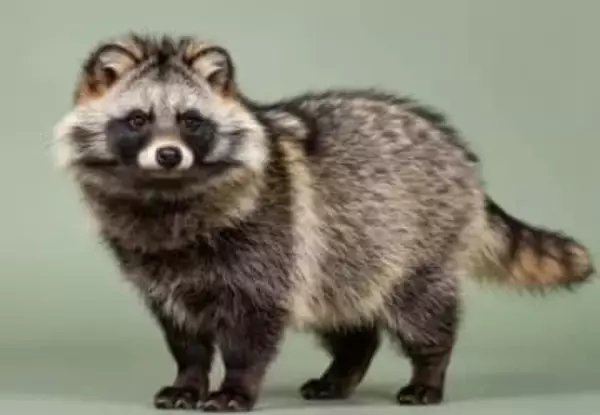 ウトウト…立ったままうたた寝するタヌキが「可愛すぎ！」と話題　「これぞ狸寝入り」