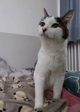 「まだまだお世話させてね」5年かけて保護した野良猫が20歳に　触れなかった成猫は抱っこ好きに、高血圧による失明後も甘えん坊