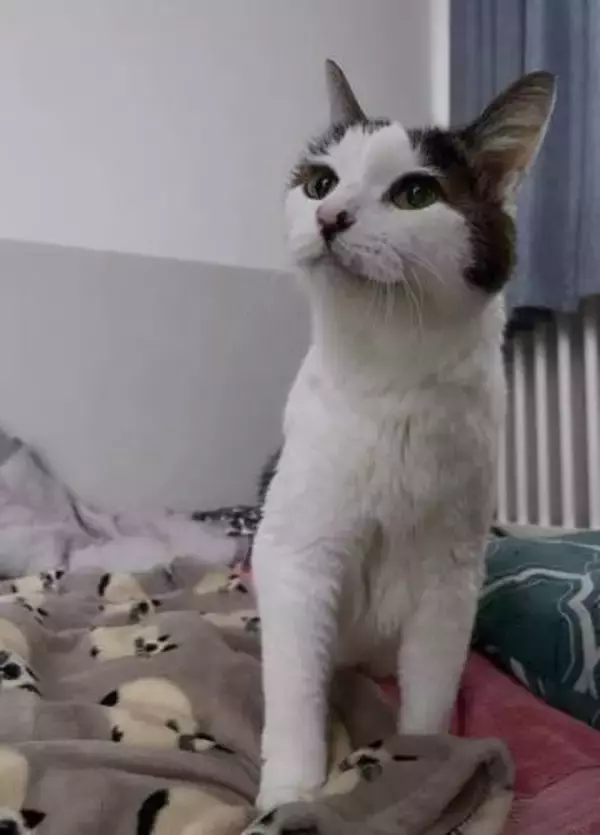 「まだまだお世話させてね」5年かけて保護した野良猫が20歳に　触れなかった成猫は抱っこ好きに、高血圧による失明後も甘えん坊