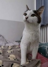 「まだまだお世話させてね」5年かけて保護した野良猫が20歳に　触れなかった成猫は抱っこ好きに、高血圧による失明後も甘えん坊