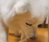 「【UDON】「犬用があるなんて」さすがは香川！　戸惑いながらも食べる愛犬の姿に「ちゅるちゅるできるんや」「上手に食べたね」」の画像1