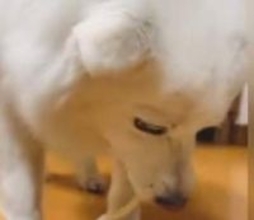 【UDON】「犬用があるなんて」さすがは香川！　戸惑いながらも食べる愛犬の姿に「ちゅるちゅるできるんや」「上手に食べたね」