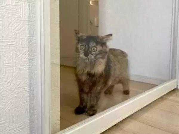 ゴミ出しに玄関あけたら、猫が「その扉の向こうにも世界があるのぉ？！」と目がまん丸に「この顔好きすぎるw」「気づいちゃったんだね」