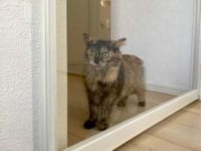 ゴミ出しに玄関あけたら、猫が「その扉の向こうにも世界があるのぉ？！」と目がまん丸に「この顔好きすぎるw」「気づいちゃったんだね」