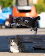 子猫が母猫に「フライングボディアタック」　必殺技をとらえた瞬間に「この構図最高！」と称賛の声