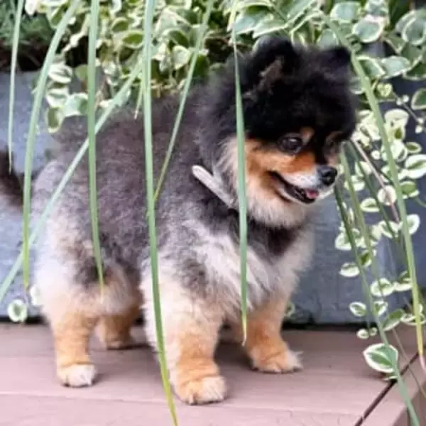 ポメが植物に紛れ込んで…「完全に隠れたつもり」？→丸見えすぎて爆笑　2.9万いいねの“かくれんぼ”劇場に「ばればれだよ笑笑」の声