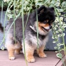 ポメが植物に紛れ込んで…「完全に隠れたつもり」？→丸見えすぎて爆笑　2.9万いいねの“かくれんぼ”劇場に「ばればれだよ笑笑」の声