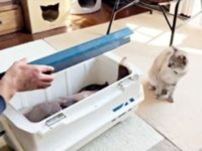 猫さんが自分より大きな魚と対面→「これ食べれるの？」真剣すぎる反応に「興味津々」「耳ぴこぴこしてるのかわいい」