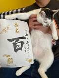 「保護猫カフェで出会った2匹と暮らすうち「もう1匹」を決断　保護猫3匹目、先住猫と築いた「百点満点花丸」ファミリー」の画像1