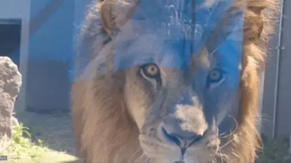 ズン、ズン…ガラス越しに迫るライオン、次の瞬間！！「なぜ？」謎行動を動物園に聞いた