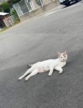 パルボウイルスに感染し、安楽死をすすめられた子猫　「でも、治るかもしれんやん」小学生息子の涙で治療を決意　骨と皮だけの状態から…