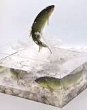 「食品サンプルなのに……水しぶき、躍動感は本物以上！？　メーカーの本気に「捕まえにいきたくなる」「博物館に飾られそうですね」」の画像1