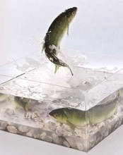 食品サンプルなのに……水しぶき、躍動感は本物以上！？　メーカーの本気に「捕まえにいきたくなる」「博物館に飾られそうですね」