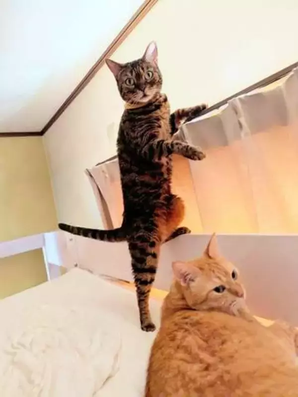 猫「朝ごはん、まだ？」飼い主を起こすため、カーテンをチョイチョイ、なぜ？…「頭いい！」「心理戦」「うちもこれ」