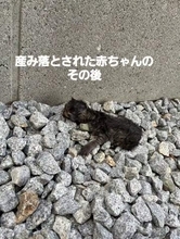 血まみれで保護した子猫　生まれたばかりの80グラム→5歳猫、母親ではないのに体を寄せて添い寝→3日後、ミルクを飲ませるようとして…まさかの奇跡