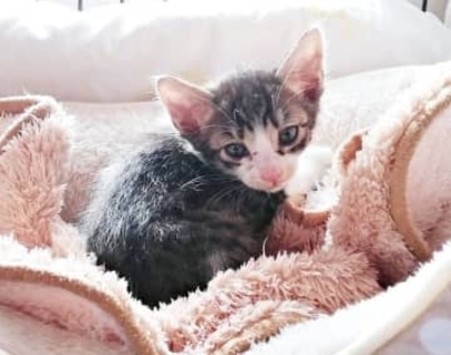 病院で保護された子猫を迎えたら→猫歴10年の飼い主も驚く「やんちゃっぷり」　イケニャンになるため手助けしてくれたのは…？