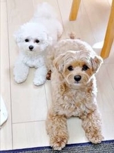 「遊び相手」として2匹目を迎えたはずが…「ママと遊びたい犬×2」のできあがり　「我が家も同じ」「それはそれで幸せ（笑）」