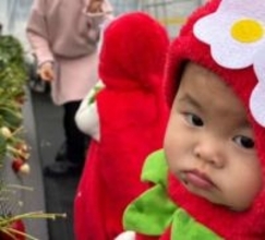 いちご畑をテクテク…双子の小さないちごちゃんに「予約販売してませんか？」「これは可愛い♡完売か…」