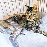 「毒を盛られ猛暑の倉庫に閉じ込められた猫、瀕死から奇跡の回復→毎朝起こしてくれる甘えん坊に」の画像1