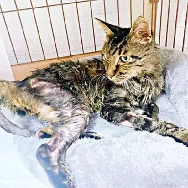 毒を盛られ猛暑の倉庫に閉じ込められた猫、瀕死から奇跡の回復→毎朝起こしてくれる甘えん坊に