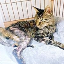 毒を盛られ猛暑の倉庫に閉じ込められた猫、瀕死から奇跡の回復→毎朝起こしてくれる甘えん坊に