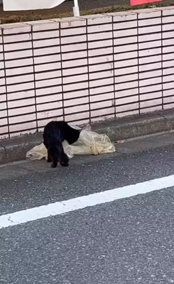生きるためゴミ袋の汁をなめていた　飢餓状態の生後7カ月の黒猫　ついに見つけた「ずっとのおうち」　飼い主さんに体を預けスヤスヤ夢の中へ
