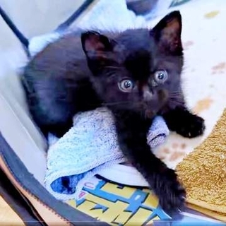 「元の場所に戻したら死んじゃう」夜道で保護された生後間もない黒い子猫　亡き愛猫の生まれ変わりかも…翌日には大切な家族に