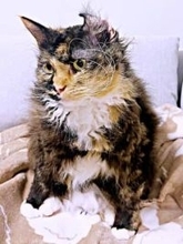 熱心に身だしなみを整えた愛猫→「耳、めくれてますよ」　 衝撃ビジュアルに「実験に失敗した博士みたい」と2.9万いいね