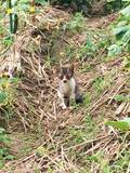 「足を引きずり現れた子猫は骨盤骨折→診察結果は「一生、薬が必要」　絶望を乗り越え、豪快に育った10年の軌跡に胸が熱くなる」の画像1